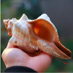 2PCS Conch Shell Large Natural Seashells For Fish Tank Wedding Decor Beach Theme Party Home Decorations (Color: White)